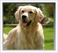 アガペットゴールド　犬の健康をサポート。犬の癌や腎不全や肝臓病も、どんな様子にも健康をあきらめないケアが大切。